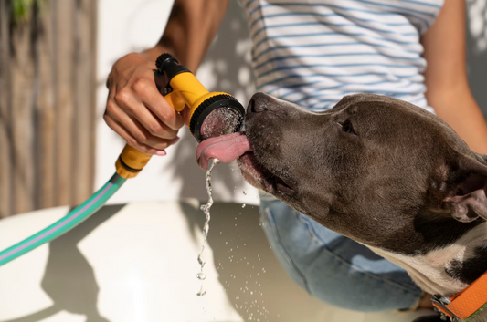 Tips for Keeping Your Pets Cool and Comfortable During the Summer