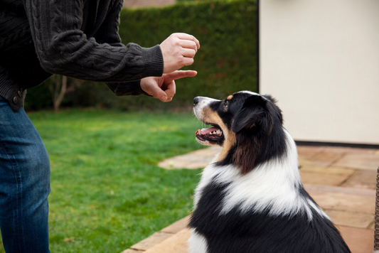 Clicker Training: A Fun and Effective Way to Train Your Pet