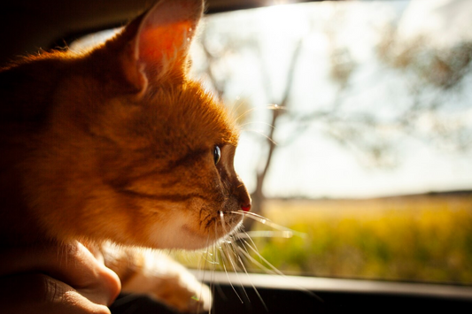 How to Prepare Your Pet for Travel: Tips for a Safe and Comfortable Journey