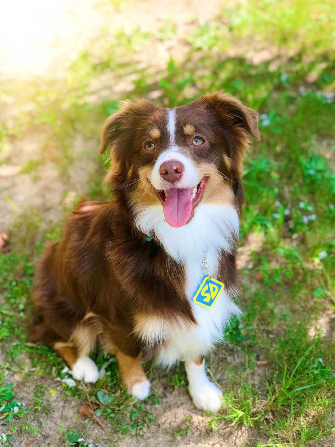 SD Dog Halloween Costume Collar Tag for Small Medium Large Dog Puppy Puppies Cat Clip-On Pet Cosplay Outfit, Small